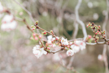 Obraz premium Small early sakura blossoms in Japan