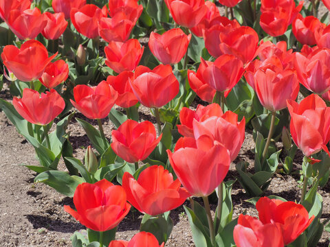 満開の赤いチューリップ畑-tulip /red / flower / full bloom / spring-
