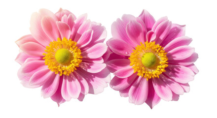 Two pink flowers with yellow centers isolated on transparent background
