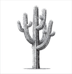 cactus vector illustration