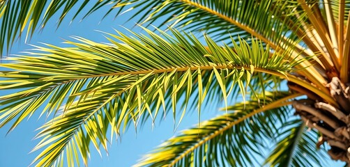 Fototapeta premium Fronds of a palm tree, swaying gently in the breeze, stock photo, foliage
