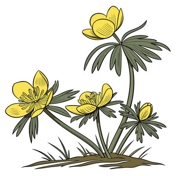 winter aconite aconite