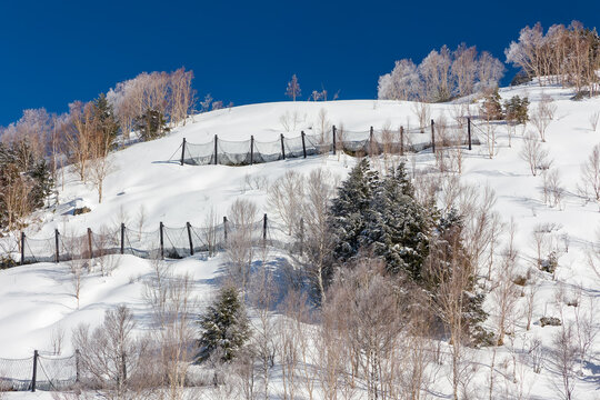 Sunny winter landscape featuring avalanche barriers and trees on a white hill