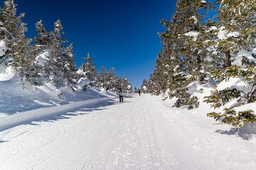 Obraz premium Beautiful winter landscape showing a snowy path through pine trees under a blue sky