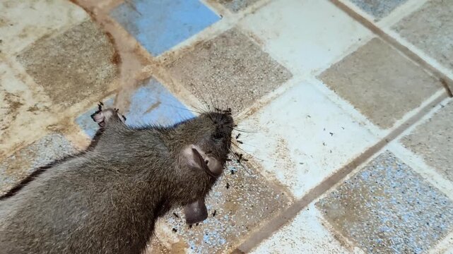 A close-up of a dead sewer rat carcass on a dirty ceramic floor. The concept of pests, disease, environmental cleanliness, and poor sanitation is hygienic.