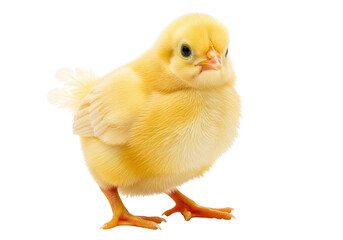 Obraz premium Yellow chick isolated on transparent background