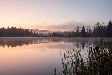 Obraz premium Peaceful sunrise over misty lake with pine trees and cattails reflecting in calm water