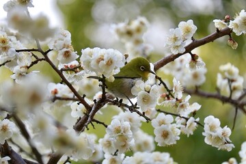 春の訪れを知らせる枝垂れ梅とメジロ