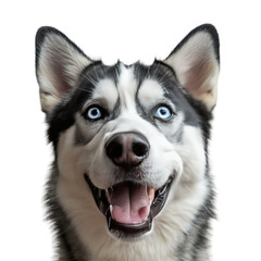 Obraz premium Happy Siberian Husky Dog Closeup Portrait.