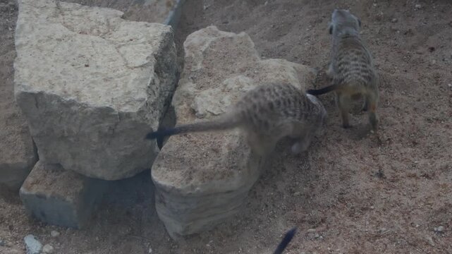 A pair of mirkats in action in an animal sanctuary