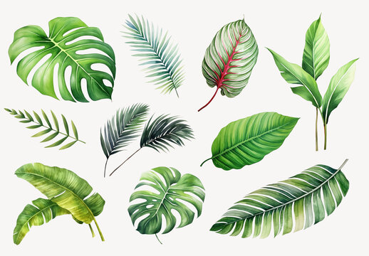 Tropical Leaves Botanical Illustration Element Design Set