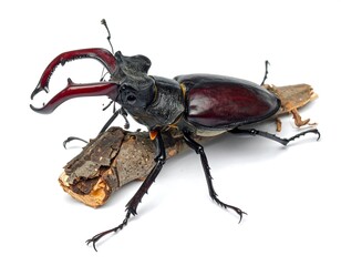 Stag beetle perched on a branch, showcasing its prominent mandibles and textured exoskeleton