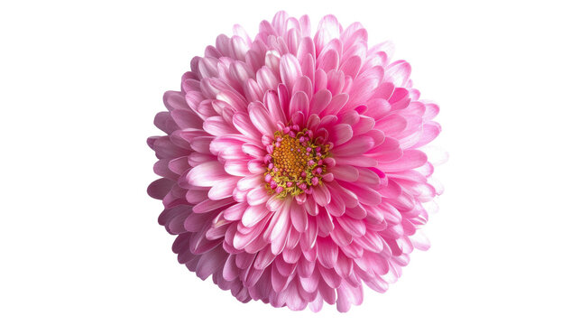 Pink Chrysanthemum Flower Closeup View 1.