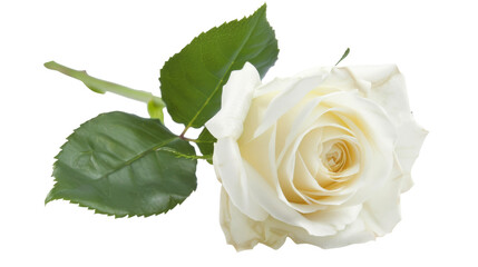 White Rose with Green Leaves Isolated.