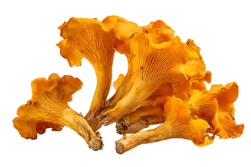 Group of fresh golden chanterelle mushrooms isolated on transparent background