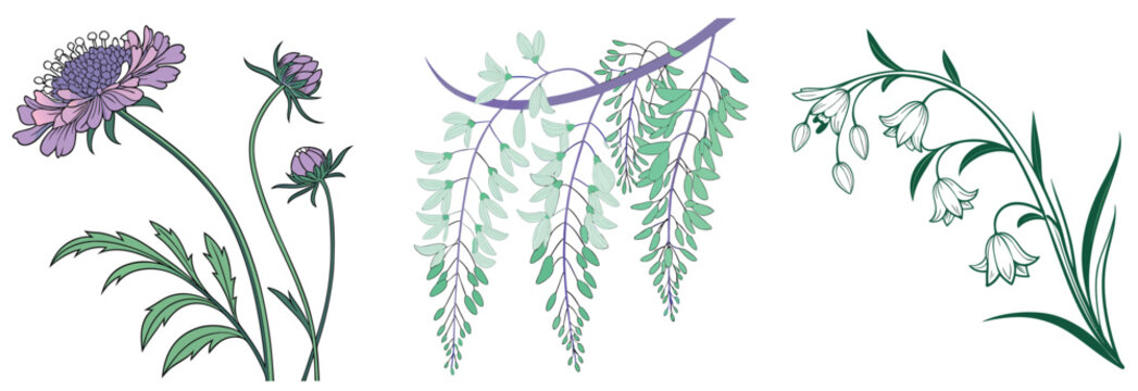 Hand-Drawn Botanical Illustration Set of Scabiosa, Cascading Wisteria and Bell-Shaped Wildflowers