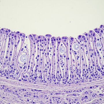 Histological Section of Pseudostratified Columnar Epithelium with Goblet Cells.