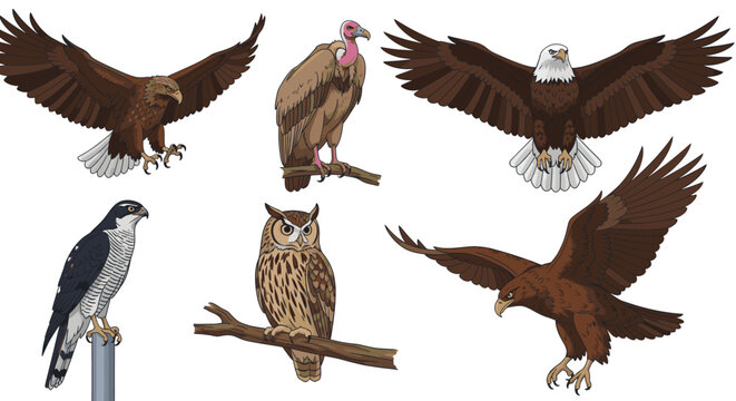 A collection of birds of prey in various poses and flight.