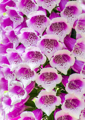 pink and white flower