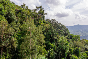 Obraz premium Panoramic nature background On a high mountain, you can see the scenery of trees, grass, and lush rice fields. While traveling on an adventure trip