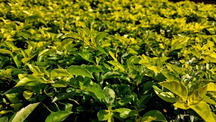 green leaves background