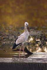 Obraz premium A graceful white stork stands calmly in shallow water, its long legs reflected on the surface while warm golden tones create a serene wetland atmosphere.
