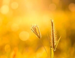 Sunny field of tall grass in warm golden light, bokeh blurred background