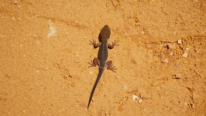 A small lizard moving on golden sandy ground, showcasing detailed scales and a long tail under bright sunlight