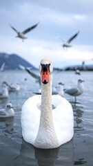 Swan floats on blue lake, with seagulls overhead, mountain backdrop under cloudy sky