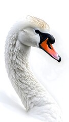 Swan's graceful neck curves in close-up, bright white feathers against white background