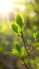 Spring branch with nascent green leaves bathed in sunlight, nature scene