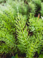 日本の早春　朝露をまとったスギナ草