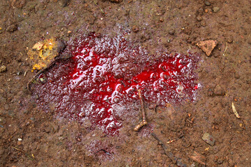 Fresh blood on the brown ground outdoors © Hendri