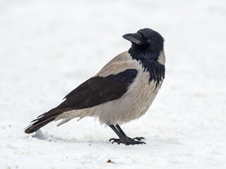 Crow in the snow on a winter day close-up