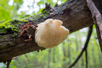 Lion’s Mane mushroom also known as Bearded Hedgehog Mushroom. Medicinal, edible mushroom Hericium erinaceus. © Eugene