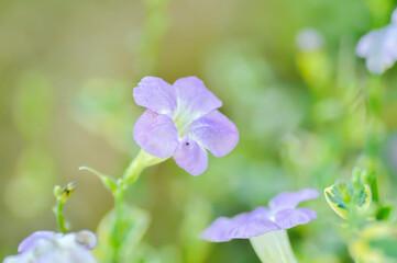 Asystasia gangetica or Asystasia gangetica St Johns or Ganges Primrose, Ganges River asystacia or Chinese violet or purple flower