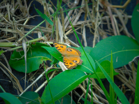 Vibrant Peacock Pansy Butterfly looks sideways. 
A brightly colored Peacock Pansy butterfly Junonia almana displays its striking orange wings with bold eye spots looks sideways. 