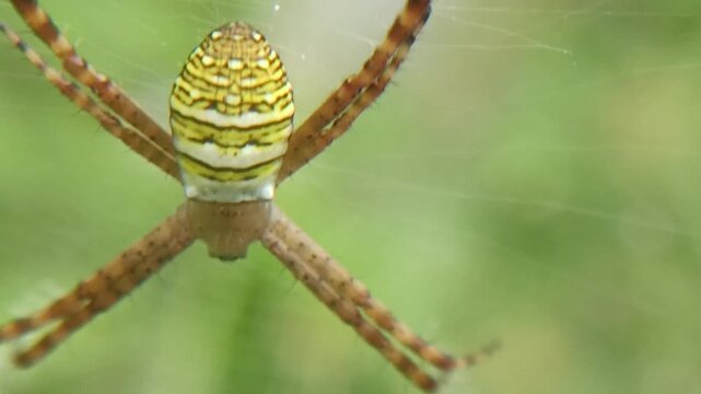 The black and yellow striped weaver spider (argiope anasuja) waits quietly for prey in its web home.