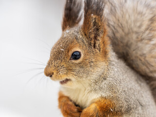Obraz premium The squirrel sits on white snow