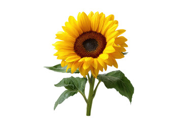 Fototapeta premium Single bright yellow sunflower with green leaves on black background bloom blossom, Isolated, Png Transparent Background