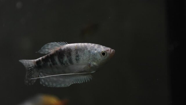 The gourami fish swimming in the breeding aquarium are seen at the front.