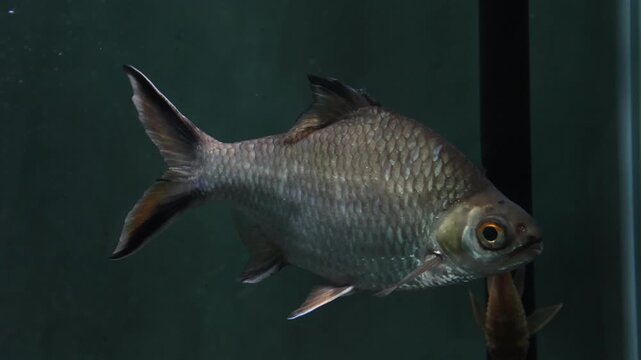 Tawes fish swim in an aquarium in captivity.