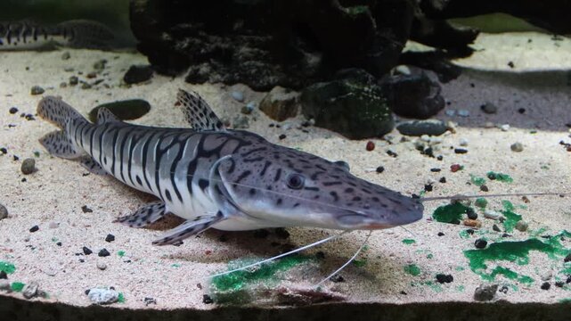Tiger shovelnose catfish swimming in a breeding aquarium