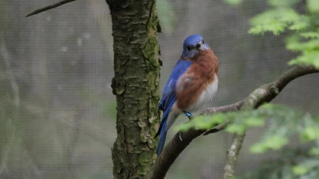 american bluebird 2