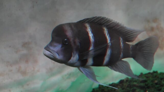 Front cichlid fish swimming in a breeding aquarium.
