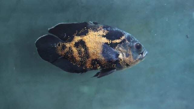 An oscar fish swims in an aquarium.