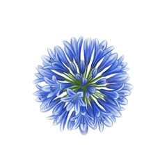 Vibrant Blue Agapanthus Flower Cluster Botanical