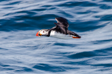 atlantic puffin in flight