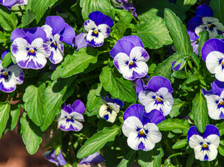 iris flowers background