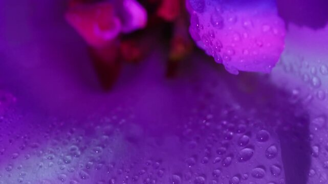Vertical video. Dew plant. Neon petals flower. Defocused purple blue pink color tropical rainbow eustoma nature red on abstract art light background.